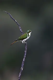 Cuculiformes Prints: Klaas's cuckoo (Chrysococcyx klaas) male