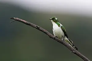 Cuculiformes Prints: Klaas's cuckoo (Chrysococcyx klaas) male