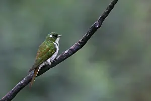 Cuculiformes Prints: Klaas's cuckoo (Chrysococcyx klaas) male