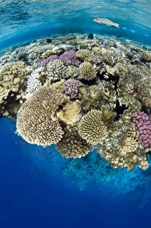 Reef Gallery: Klunzingers wrasse (Thalassoma klunzingeri) swimming over the edge of fringing