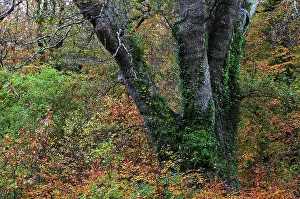 French Oak Prints: The Knightwood Oak (Quercus robur), New Forest, Hampshire, November