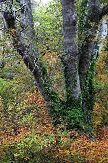 French Oak Prints: The Knightwood Oak (Quercus robur), New Forest National Park, Hampshire, UK, November