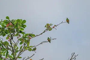 Pigeon Prints: Three Knob-billed fruit doves (Ptilinopus insolitus) perched in tree