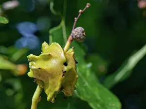 Wasp Prints: Knopper gall caused by the Knopper gall wasp (Andricus quercuscalicis) on a Pedunculate oak (Quercus robur) acorn