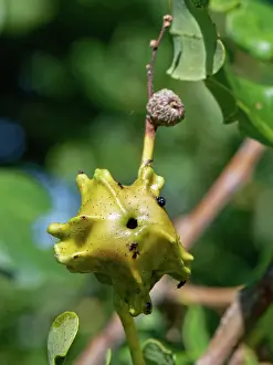 Wasp Prints: Knopper gall caused by the Knopper gall wasp (Andricus quercuscalicis) on a Pedunculate oak (Quercus robur) acorn
