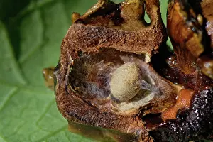 Wasp Prints: Knopper gall interior with Knopper gall wasp (Andricus quercuscalicis) cocoon inside Pedunculate oak (Quercus robur)