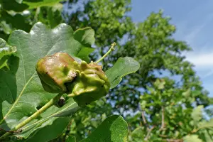 Wasp Prints: Knopper galls caused by the Knopper gall wasp (Andricus quercuscalicis) on a Pedunculate oak (Quercus robur) acorn