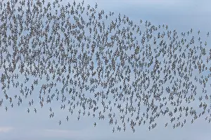 Knot (Calidris canutus) flock in flight, Norfolk, England, UK. July