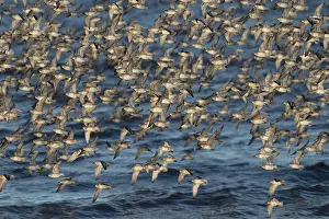 European Knot Prints: Knot (Calidris canutus) flock in flight over water, Norfolk, England, UK. February