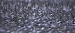 Knot (Calidris canutus) and grey plover (Pluvialis squatarola) roost at high tide