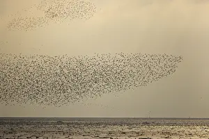 European Knot Prints: Knots (Calidris canutus) flock murmuration over water in evening light