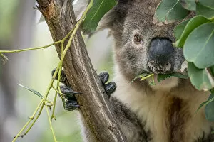 Koala (Phascolarctos cinereus) eating gum (Eucalyptus sp)