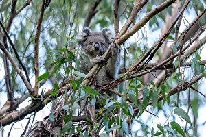 Phascolarctos Prints: Koala (Phascolarctos cinereus) female