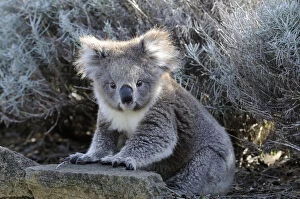 Koala (Phascolarctos cinereus) juvenile, sitting on the ground, Otway National Park