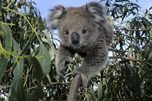Images Dated 13th May 2008: Koala (Phascolarctos cinereus) juvenile in tree, Otway National Park, Victoria, Australia
