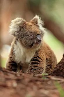 Kangaroo Island Prints: Koala (Phascolarctos cinereus) male