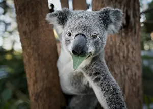 Animal Rehabilitation Gallery: Koala (Phascolarctos cinereus), rescued joey eating gum leaf whilst in tree