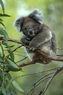 Images Dated 24th July 2019: Koala (Phascolarctos cinereus) sitting in Manna gum (Eucalyptus viminalis) tree, Kangaroo Island