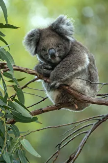 Koala (Phascolarctos cinereus) sitting in Manna gum (Eucalyptus viminalis) tree, Kangaroo Island