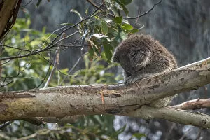 Koala (Phascolarctos cinereus) sitting on tree branch sleeping in rain, Apollo Bay