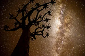 African Prints: Kokerboom or Quiver Tree (Aloe dichotoma) at night with starry sky, Kalahari, Namibia