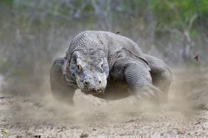 Images Dated 2nd February 2020: Komodo dragon (Varanus komodoensis) male running. Rinca Island, Komodo National Park
