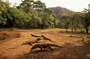Confusion Prints: Komodo dragons (Varanus komodoensis) in forest clearing, Komodo Island, Indonesia