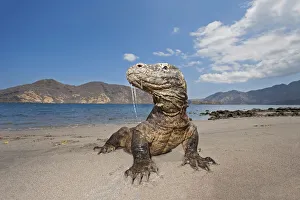 Komodo dragons (Varanus komodoensis) on shore with saliva dripping from mouth, Rinca Island