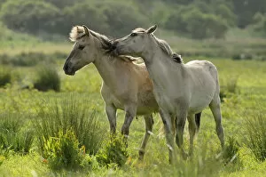 Images Dated 8th June 2011: Konik horse (Equus caballus) mutual grooming, wild herd in rewilding project, Wicken Fen