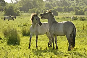 Images Dated 8th June 2011: Konik horse (Equus caballus) pair interacting, wild herd in rewilding project, Wicken Fen