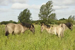 Fenland Prints: Konik horse (Equus caballus) stallion and juvenile on Wicken Fen, Cambridgeshire