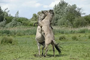 Images Dated 8th June 2011: Konik horse (Equus caballus) two stallions fighting, Wicken Fen, Cambridgeshire, UK, June