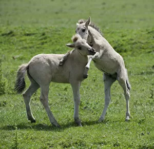 Images Dated 18th June 2009: Two Konik horse foals playing, Oostvaardersplassen, Netherlands, June 2009