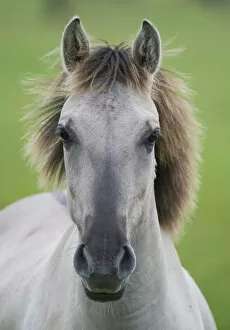 Images Dated 15th June 2009: Konik horse, portrait of stallion, Oostvaardersplassen, Netherlands, June 2009