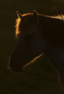 Images Dated 16th June 2009: Konik horse silhouetted and backlit at sunset, Oostvaardersplassen, Netherlands