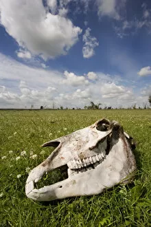 Images Dated 18th June 2009: Konik horse skull, Oostvaardersplassen, Netherlands, June 2009