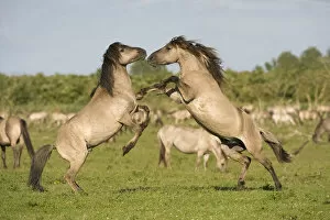 Images Dated 16th June 2009: Two Konik horse stallions fighting during breeding season, Oostvaardersplassen, Netherlands