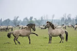 Images Dated 15th June 2009: Konik horse, stallions squaring up ready to fight, Oostvaardersplassen, Netherlands