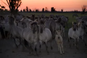 Images Dated 16th June 2009: Konik horses at dusk, Oostvaardersplassen, Netherlands, June 2009. WWE INDOOR EXHIBITION