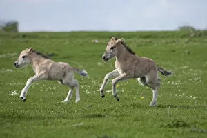 Action Gallery: Konik horses (Equus caballus) - Two wild Konik young colts running one after the other