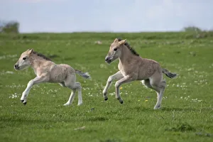 Enjoyment Prints: Konik horses (Equus caballus) - Two wild Konik young colts running one after the other
