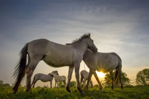 Konik Prints: Konik horses (Equus ferus caballus) interacting at sunset, floodplain of the river Rijn