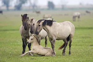 Konik horses, mares and a stallion encouraging young foal to stand up, Oostvaardersplassen