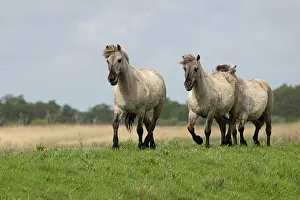 Konik Prints: Three Konik ponies (Equus ferus caballus) running
