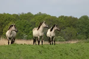Konik Prints: Three Konik ponies (Equus ferus caballus) standing on grass