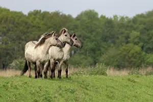 Konik Prints: Three Konik ponies (Equus ferus caballus) standing side by side