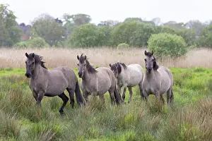 Konik Prints: Four Konik ponies (Equus ferus caballus) walking through long grass, Norfolk, UK. May