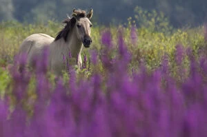 2011 Highlights Gallery: Konik Wild Horse (Equus ferus caballus) in grasslands with Purple loosestrife flowers