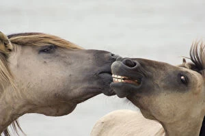 Two Konik Wild Horse (Equus ferus caballus) interacting. The Netherlands, November