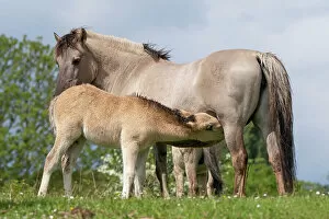 Images Dated 29th June 2022: Konik wild horse (Equus ferus caballus) foal suckling its mother, Meinerswijk nature reserve